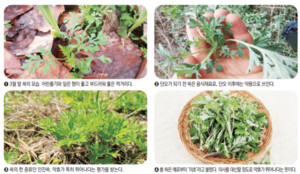 (19) 봄날 온기에 쑥쑥 자라나요 먹거리에 약도 되는 봄나물, 쑥